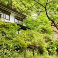新緑の日の出山荘