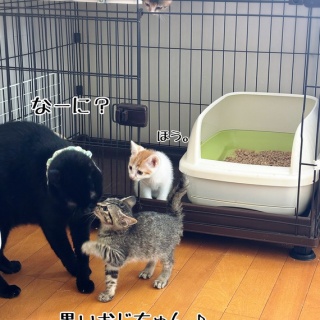 猫とお酒と日々のこと