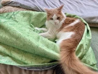 メルシーを迎えて変わったことと猫の魅惑的な足