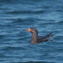 ウトウの潜水 Rhinoceros Auklet