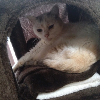 実物のﾈｺﾁｬﾝ＆ﾆｭｰﾈｺﾁｬﾝ229