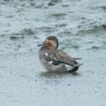 2026年9月6日の野鳥公園