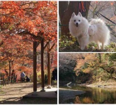 犬連れて 嵐山渓谷 紅葉