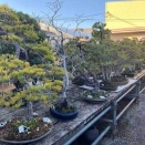 80歳・150点の名樹放出の“矜持“