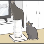 おそらくその平凡こそ幸せ　猫と私と家族の日常