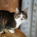 猫ちぐらの上乗っ取りとらやんとニンテンドースイッチ2ほしい(定期)(猫2785)