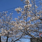 さわやか★日記