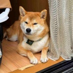 風太通信～柴犬風太の日記帳