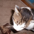 猫に小判を与えたら。 埋蔵金：千八百六拾両　えぇ～から拭かせろぉっ！