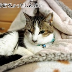 猫とお酒と日々のこと