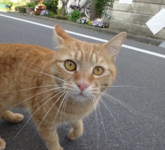 猫が懐くのは才能か？　20260912