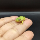 『爬虫類・両生類入荷情報！』の画像