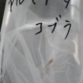 マルギナータコブラをお迎えしました。
