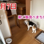 ガオだらけな日々　