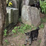 馴れていない成猫の幸せへの道