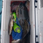 中本渡船　釣果情報