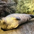 王子さまとベイエリア