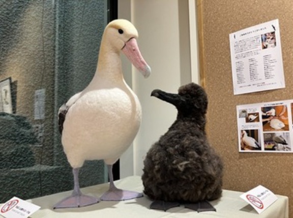 海鳥の企画展示を開催！