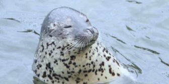 「人間じゃなくてアザラシっぽい」「ゴマちゃんみたいに鳴いて」と何度も言われた。元カレは無職のくせに性格も悪かった