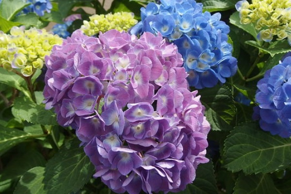 花信風 季節からのたより あじさい 紫陽花