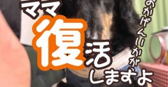 ぼちぼち復活しますよ。