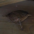【県民の森】濃霧で大苦戦…それでも最後にミソサザイに出会えた！