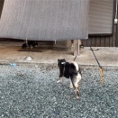 「夕陽に向かって走れ」