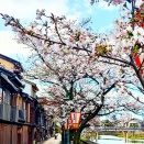 お花見ぶらぶら ５🚶‍♂️💨