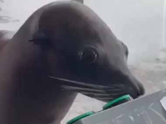 【これは賢い】 テレビゲームをするのは人間だけじゃない。こうして、こうだ！ → 器用なアシカはこちらです…