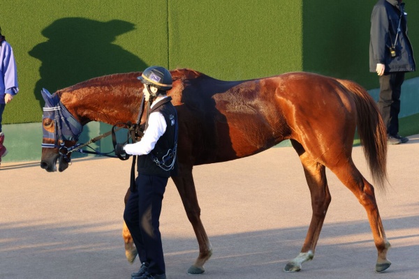 【希少】シンエンペラー ☆メイクデビュー東京 ☆ホープフルＳ 現地単勝馬券 2歳新馬/シンエンペラー】メイクデビュー東京［2023.11.4 東京第