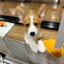 甘えん坊コギくん🐶💙