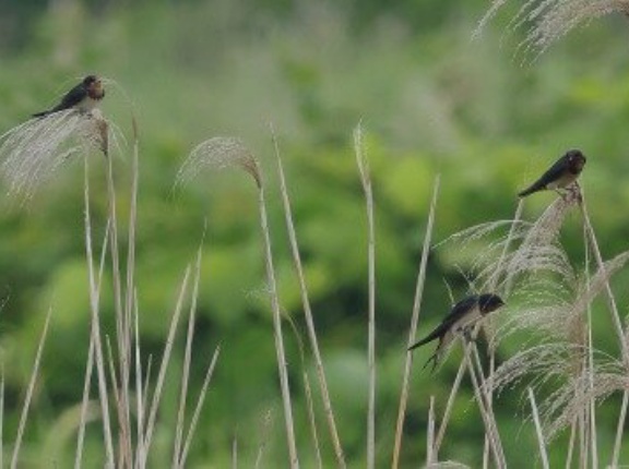 2026年6月14日の野鳥公園