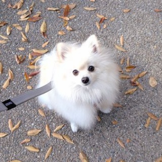 犬の幼稚園　アットホームblog