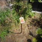 加藤思何理の不確定性日記。