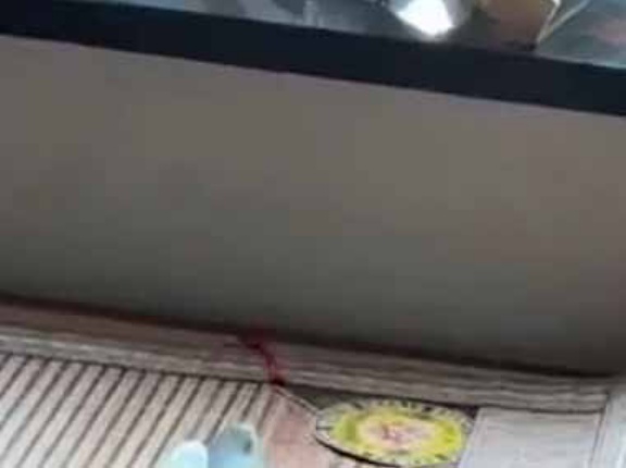 帰宅すると子ネコがこんな姿で寝ていました…