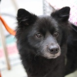 『7月22日(土)~23日(日)は譲渡会です』の画像