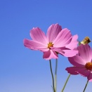 それって体にいいの？彼女との会話から考えた大人の性の話