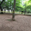 砧公園が・・・