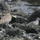 2026年8月15日の野鳥公園