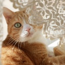 晴れた朝の猫。