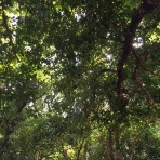 南の島の片隅で