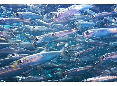 お笑い この釣りプロモノマネがかなり面白い笑 シーバスプロを目指す竹ちゃんブログ