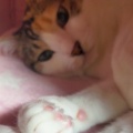 期日前投票に行ってきました