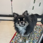 福岡 ペットショップ ワンラブ 福岡総本店 スタッフブログ