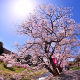 『2026 旧出雲街道『美甘宿場桜❺🌸』/ 岡山県真庭市美甘』の画像