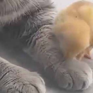 猫の動画 ねこわん！