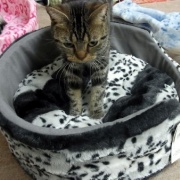 猫ベッドの順番待ちをする大きな猫