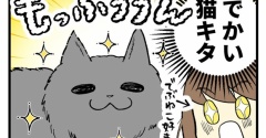 病院で遭遇したデカ猫さんと猫マスターの話