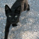 猫アレルギーだけれども、猫大好きな知人。 ある日駐車場で真っ黒な子猫がもがいて暴れているのをいるのをみつけて三時間くらいおっかけっこをした。そして・・・【再】