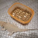 フトアゴヒゲトカゲお母さんも産んでいました。